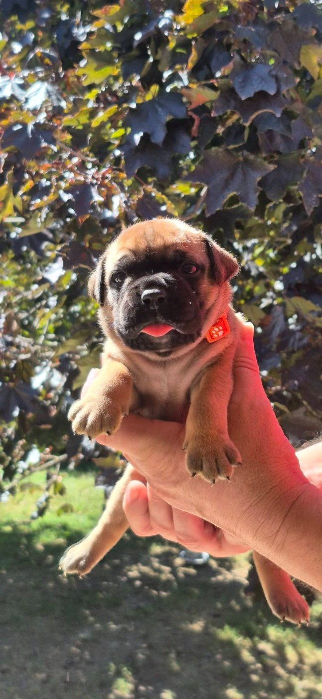 Des Brumes Du Luberon - Chiots disponibles - Bulldog continental