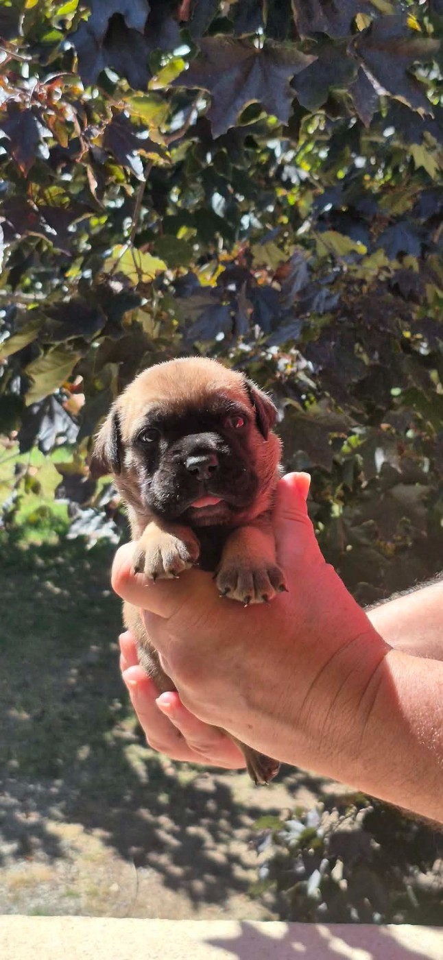 Des Brumes Du Luberon - Chiots disponibles - Bulldog continental