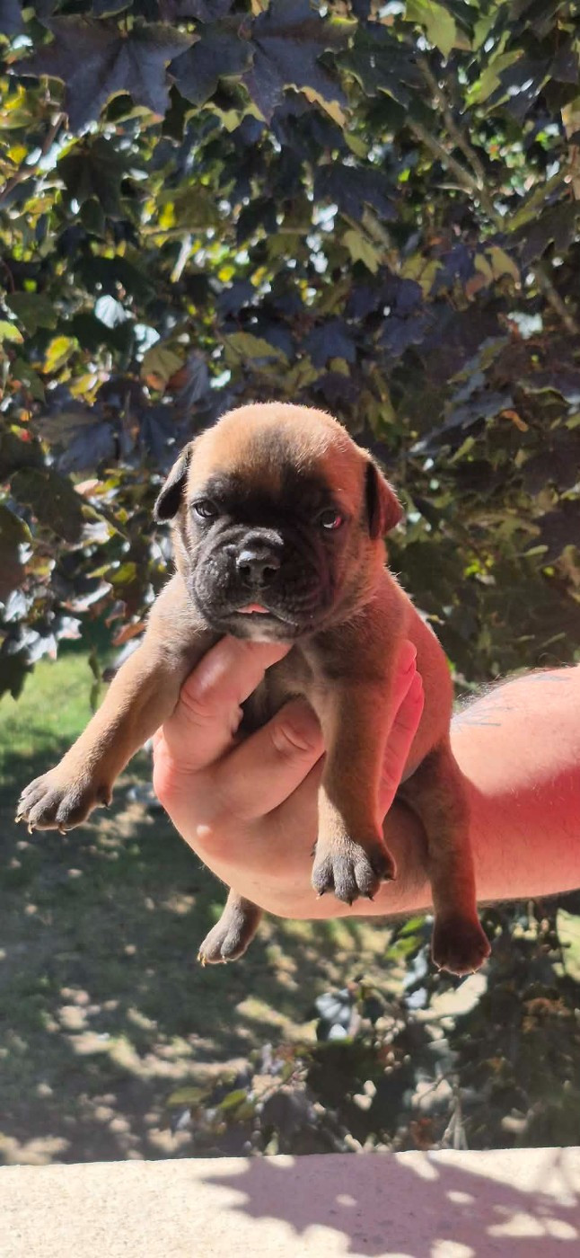 Des Brumes Du Luberon - Chiots disponibles - Bulldog continental