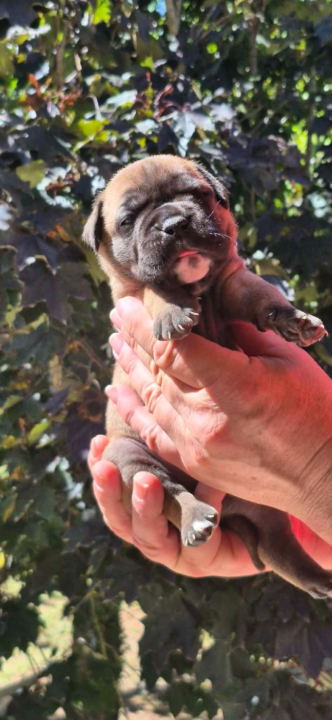 Des Brumes Du Luberon - Chiots disponibles - Bulldog continental