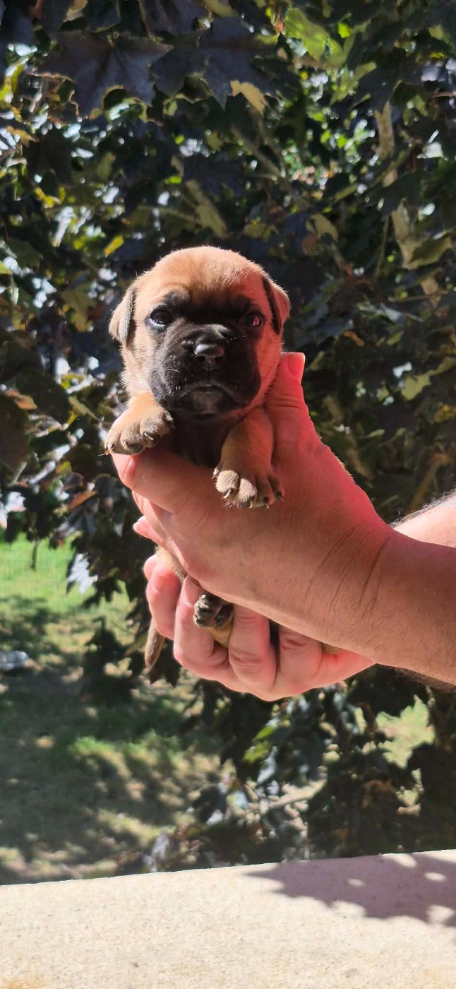 Des Brumes Du Luberon - Chiots disponibles - Bulldog continental