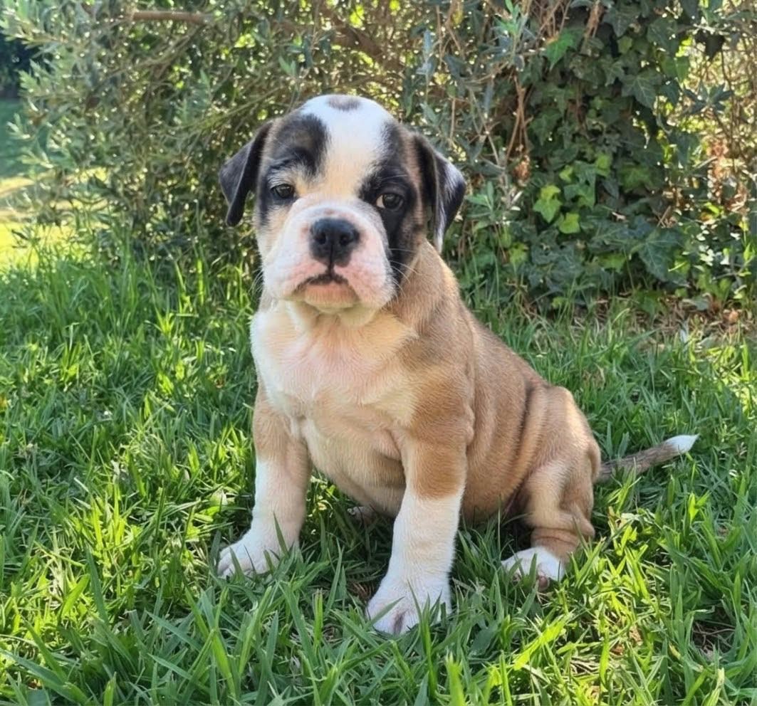 Des Brumes Du Luberon - Chiots disponibles - Bulldog continental
