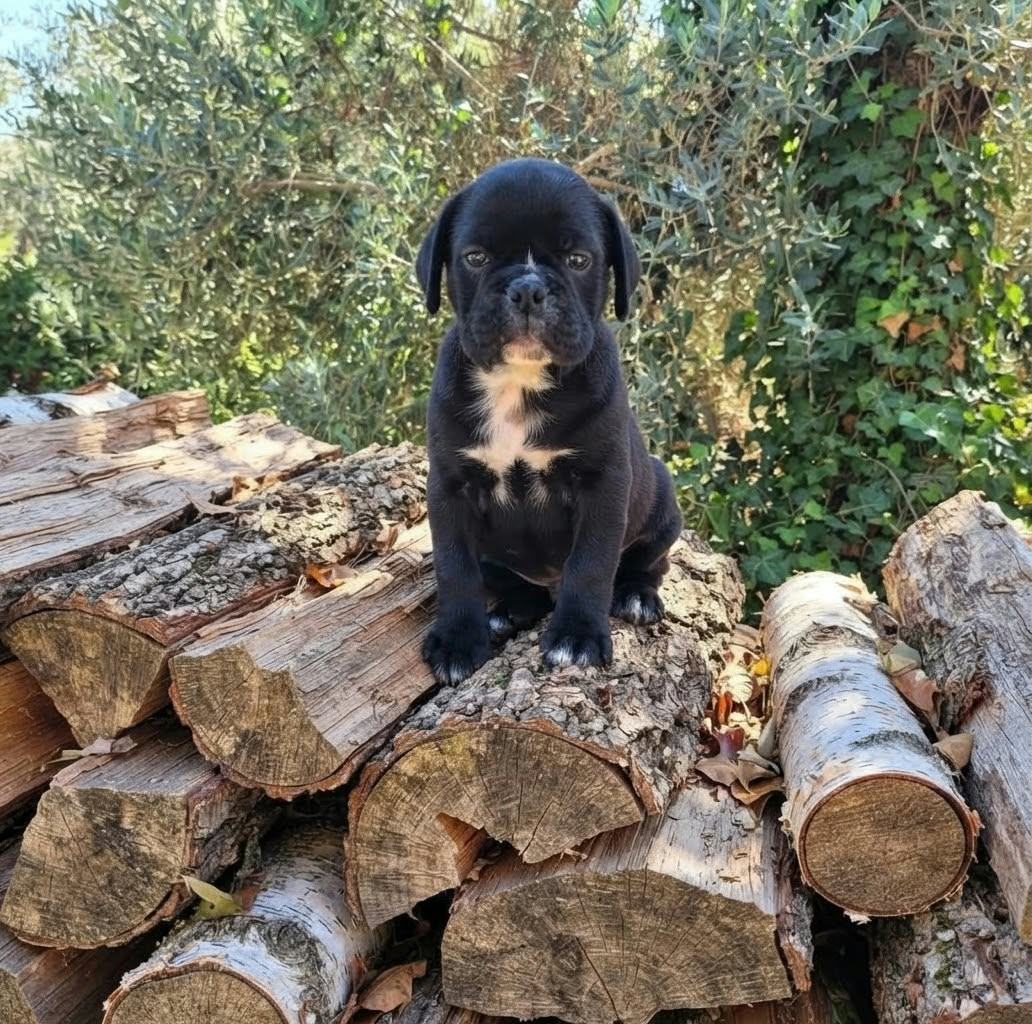 Des Brumes Du Luberon - Chiots disponibles - Bulldog continental