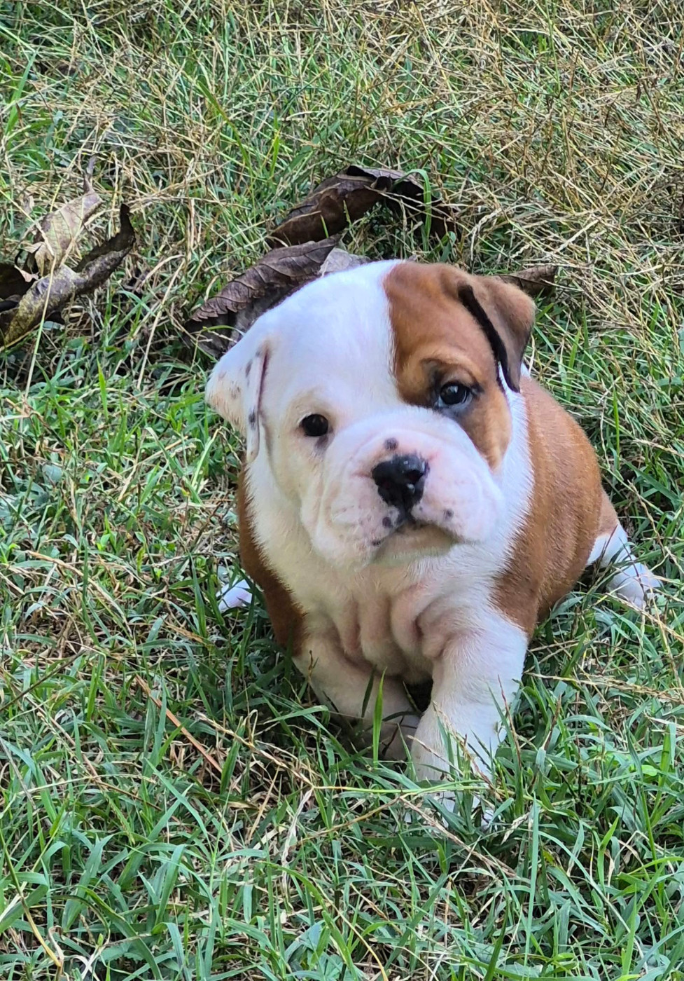 Des Brumes Du Luberon - Chiots disponibles - Bulldog continental