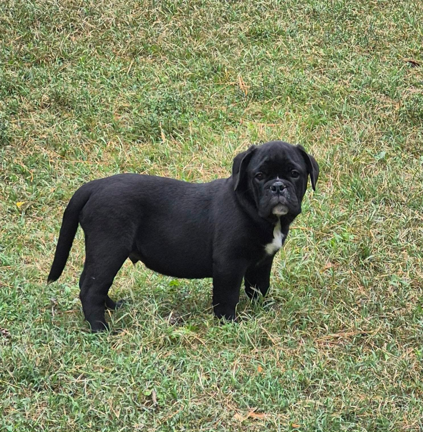 Des Brumes Du Luberon - Chiots disponibles - Bulldog continental