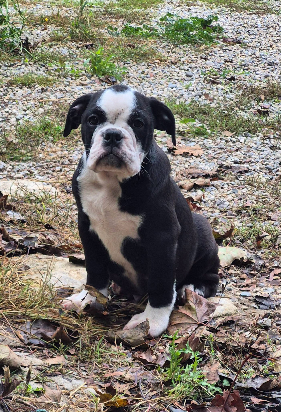 Des Brumes Du Luberon - Chiots disponibles - Bulldog continental