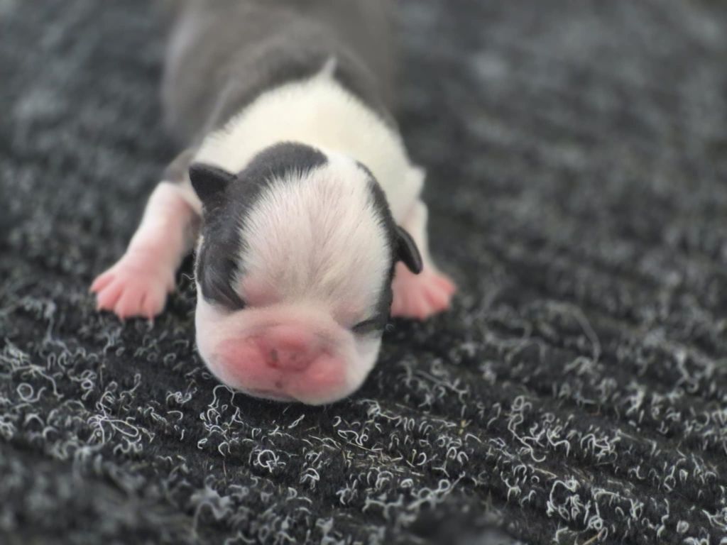 Des Brumes Du Luberon - Chiots disponibles - Boston Terrier