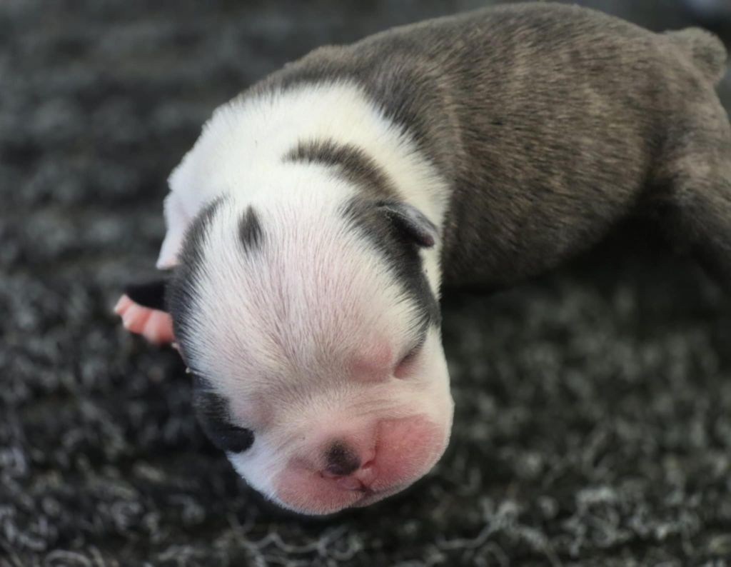 Des Brumes Du Luberon - Chiots disponibles - Boston Terrier