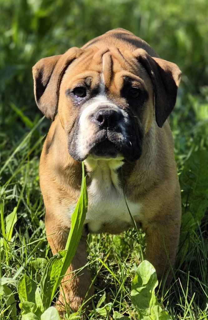 Des Brumes Du Luberon - Chiots disponibles - Bulldog continental