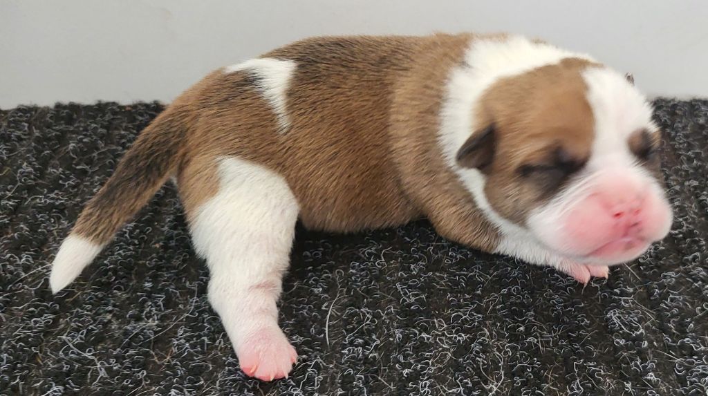 Des Brumes Du Luberon - Chiots disponibles - Bulldog continental