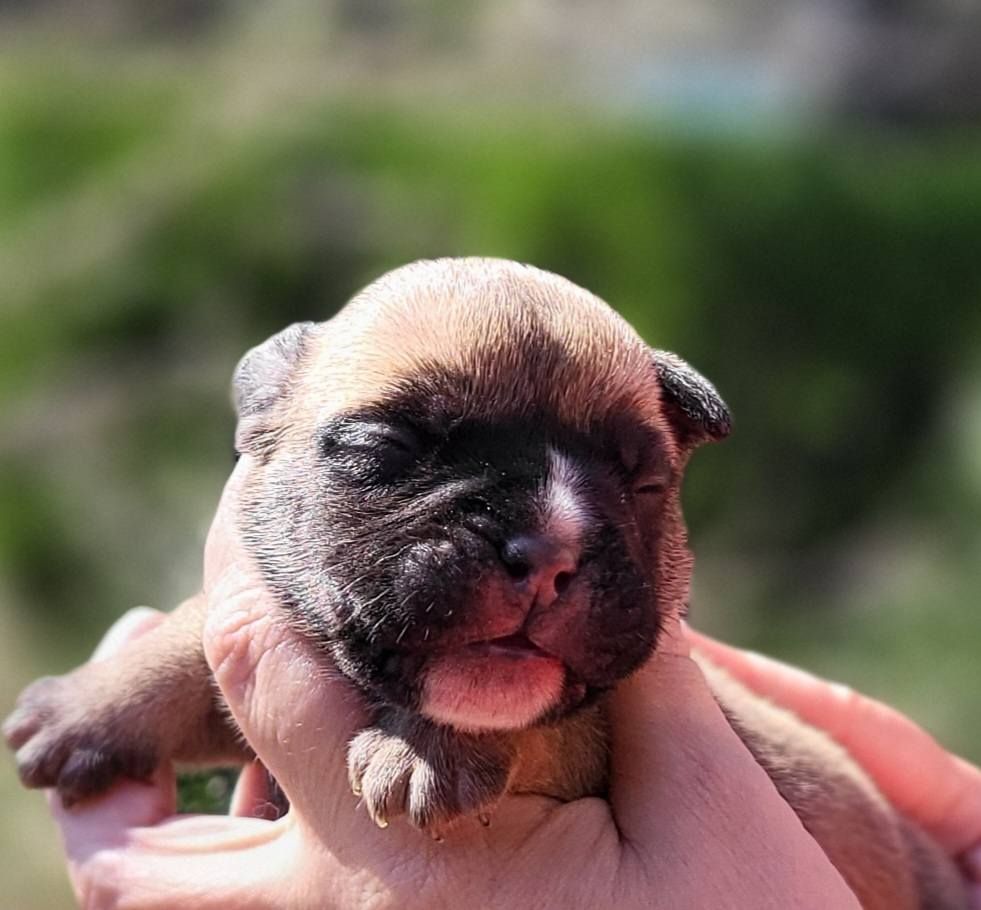 Des Brumes Du Luberon - Chiots disponibles - Bulldog continental