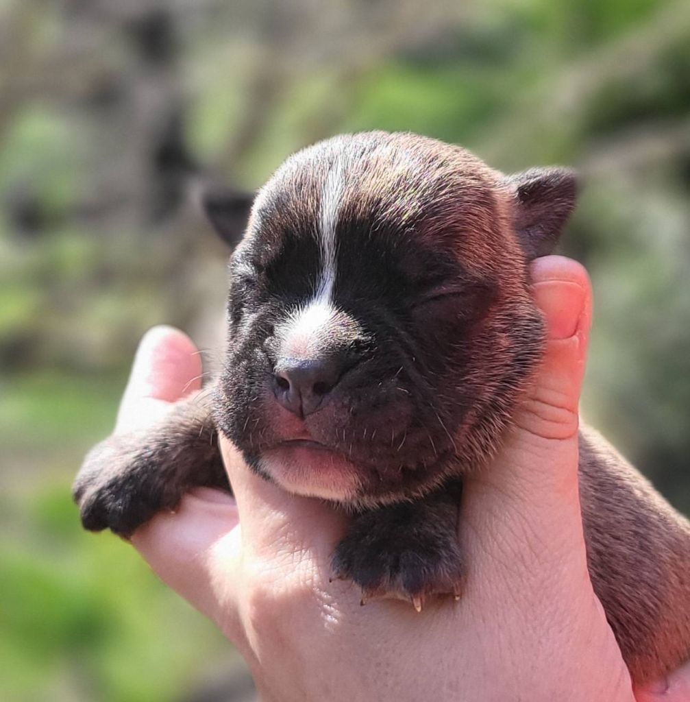 Des Brumes Du Luberon - Chiots disponibles - Bulldog continental