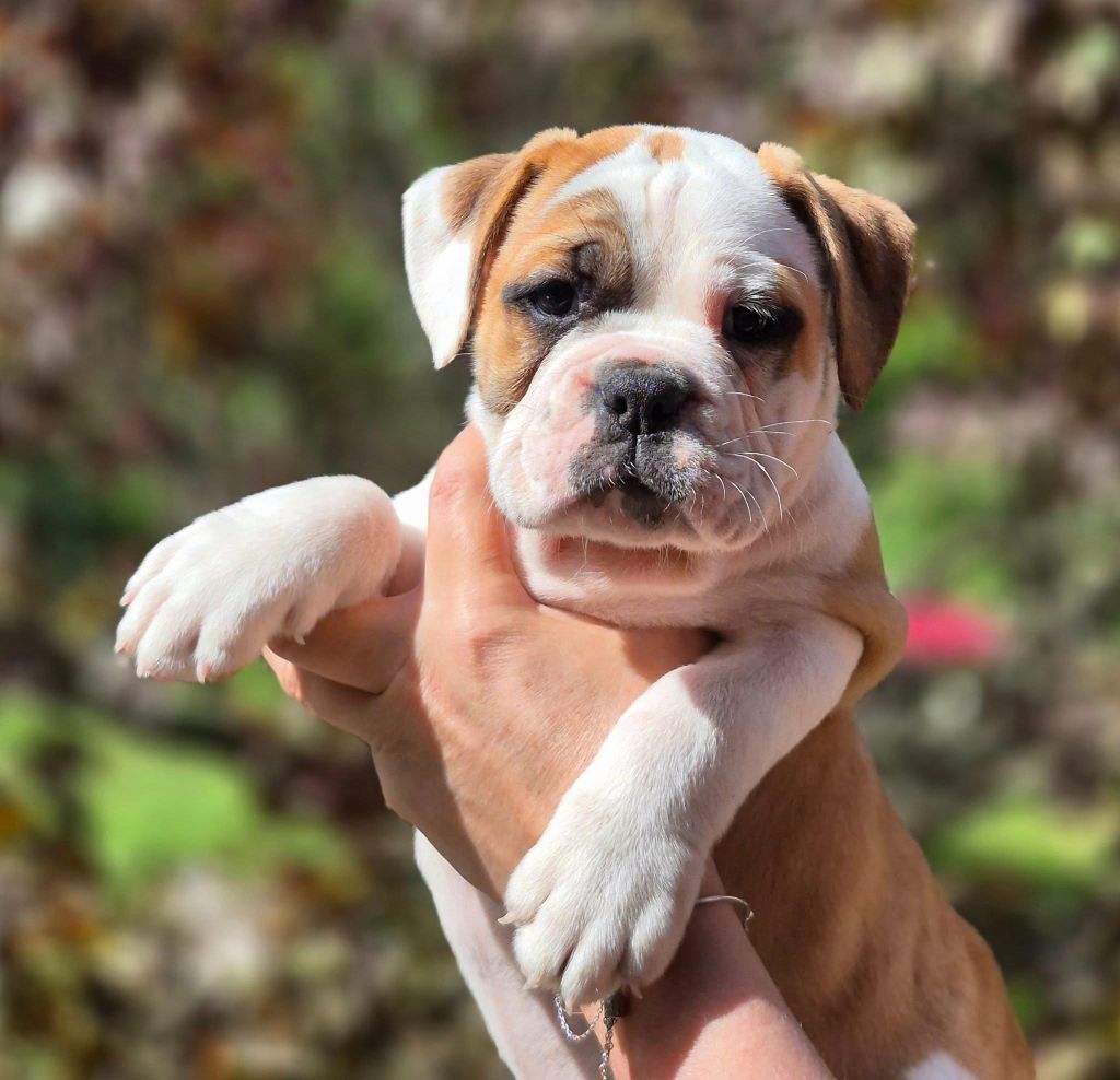 Des Brumes Du Luberon - Chiots disponibles - Bulldog continental