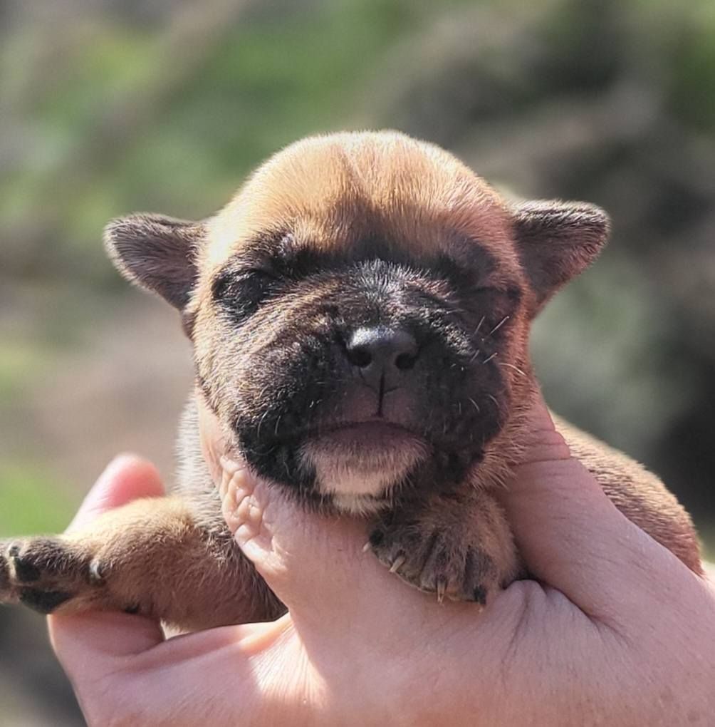 Des Brumes Du Luberon - Chiots disponibles - Bulldog continental