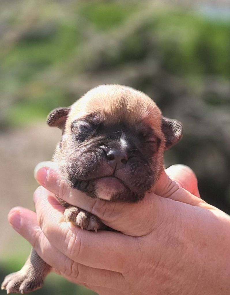 Des Brumes Du Luberon - Chiots disponibles - Bulldog continental