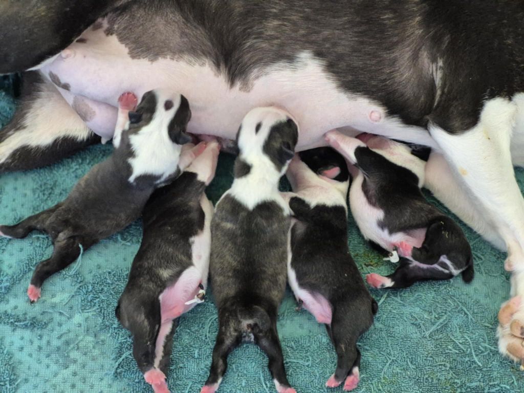 Chiot Boston Terrier Des Brumes Du Luberon