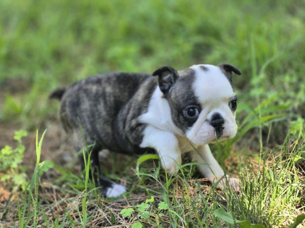 Des Brumes Du Luberon - Chiots disponibles - Boston Terrier