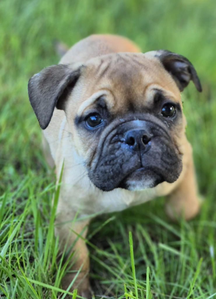 Des Brumes Du Luberon - Chiots disponibles - Bulldog continental