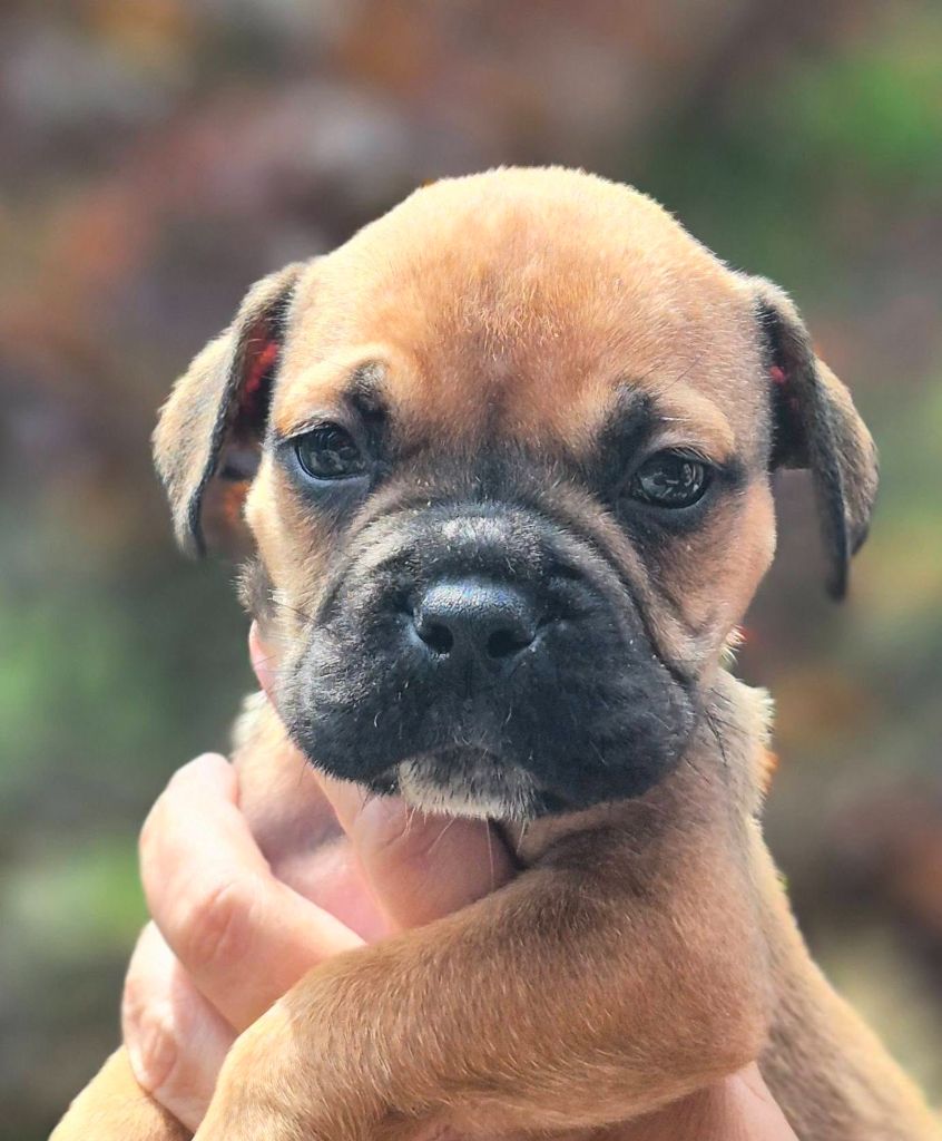 Des Brumes Du Luberon - Chiots disponibles - Bulldog continental