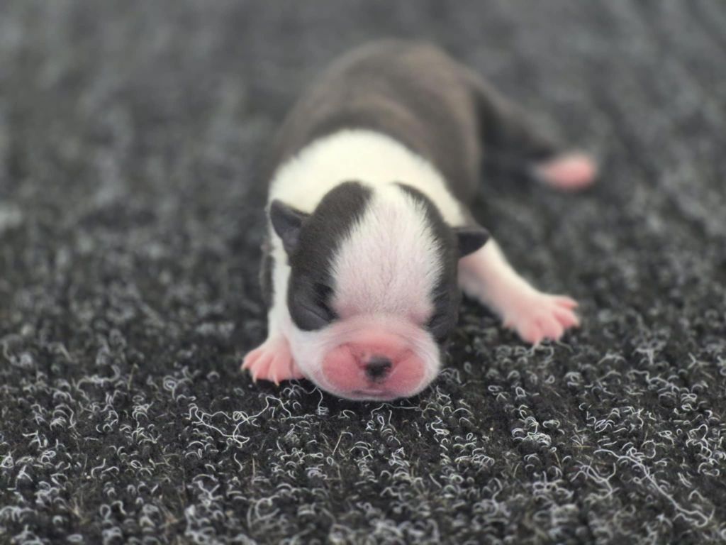 Des Brumes Du Luberon - Chiots disponibles - Boston Terrier