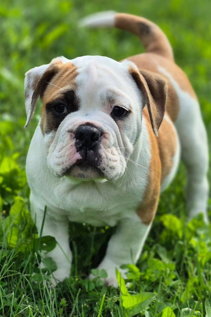 Des Brumes Du Luberon - Chiots disponibles - Bulldog continental