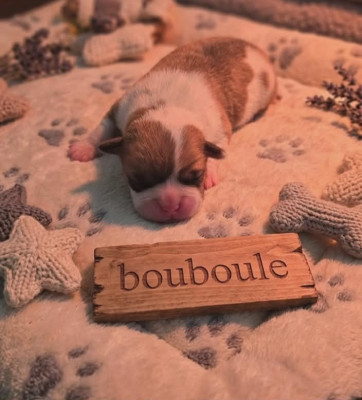 BOUBOULE