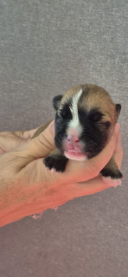 Chiot N°1