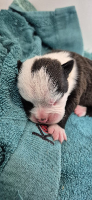 Chiot N°2