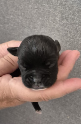 Chiot N°3