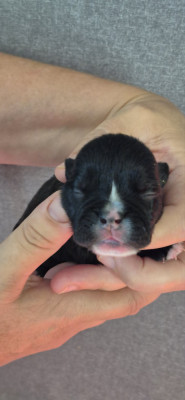 Chiot N°5