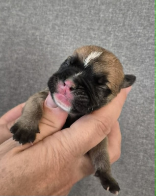 Chiot N°6