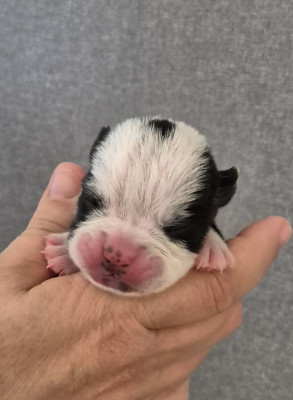 Chiot N°7