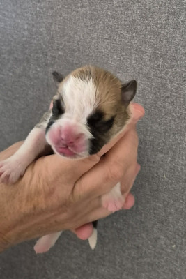 Chiot N°8