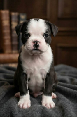BENJI