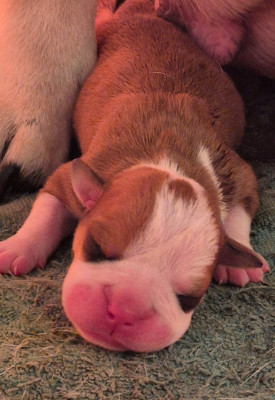 Chiot N°1