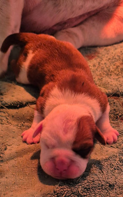 Chiot N°2