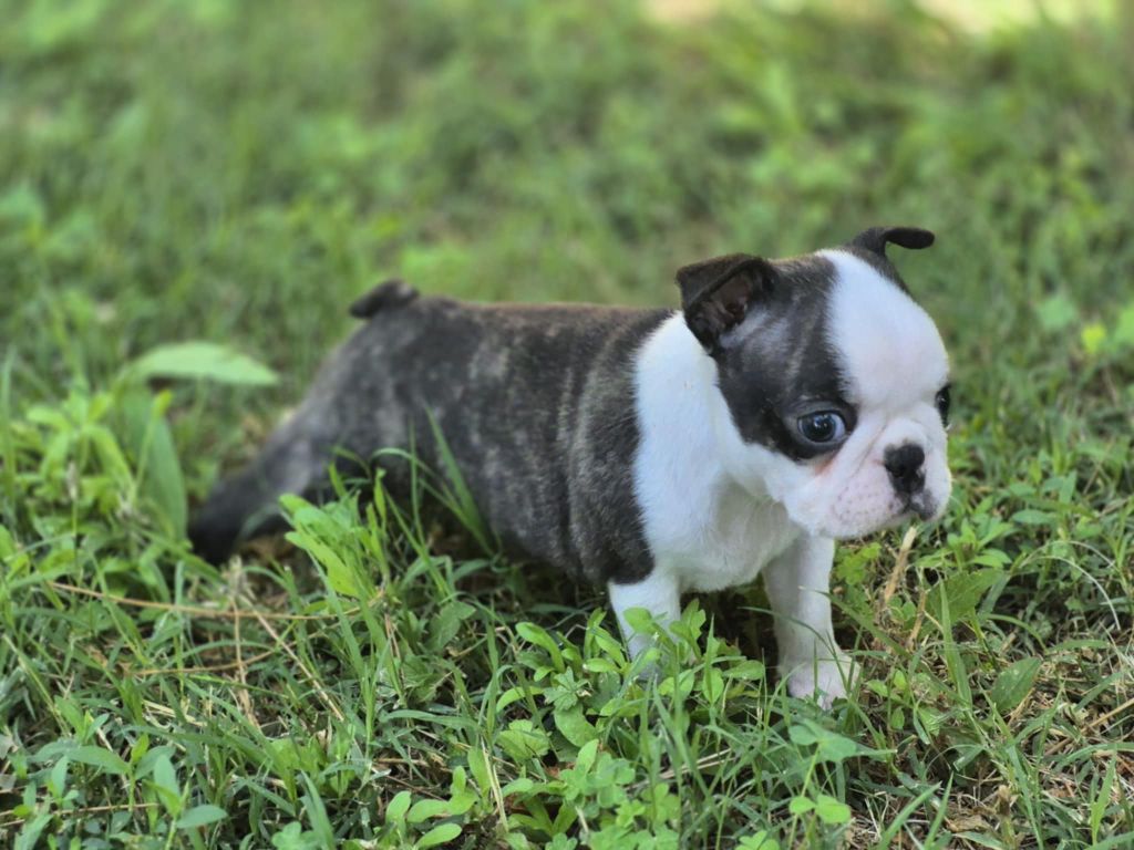 Des Brumes Du Luberon - Chiots disponibles - Boston Terrier