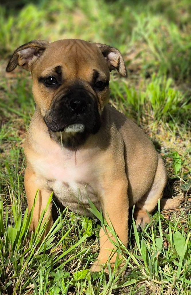 Des Brumes Du Luberon - Chiots disponibles - Bulldog continental