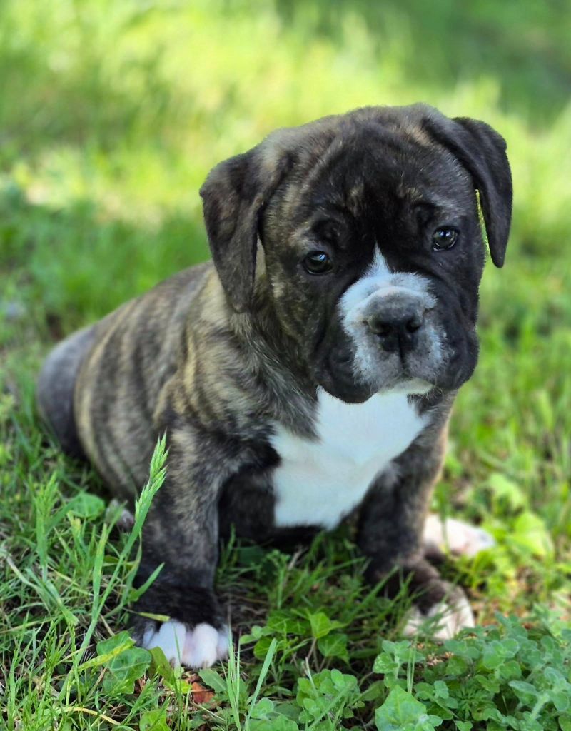 Des Brumes Du Luberon - Chiots disponibles - Bulldog continental