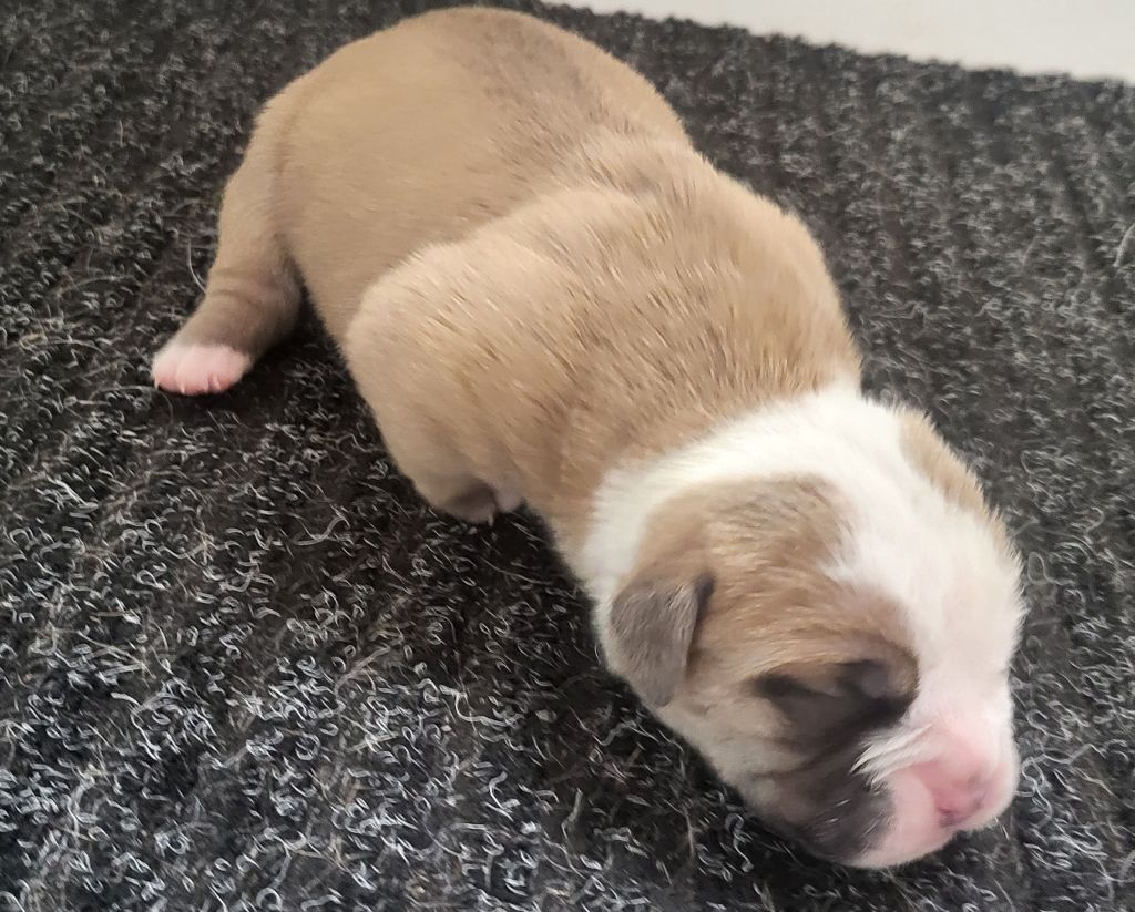 Des Brumes Du Luberon - Chiots disponibles - Bulldog continental