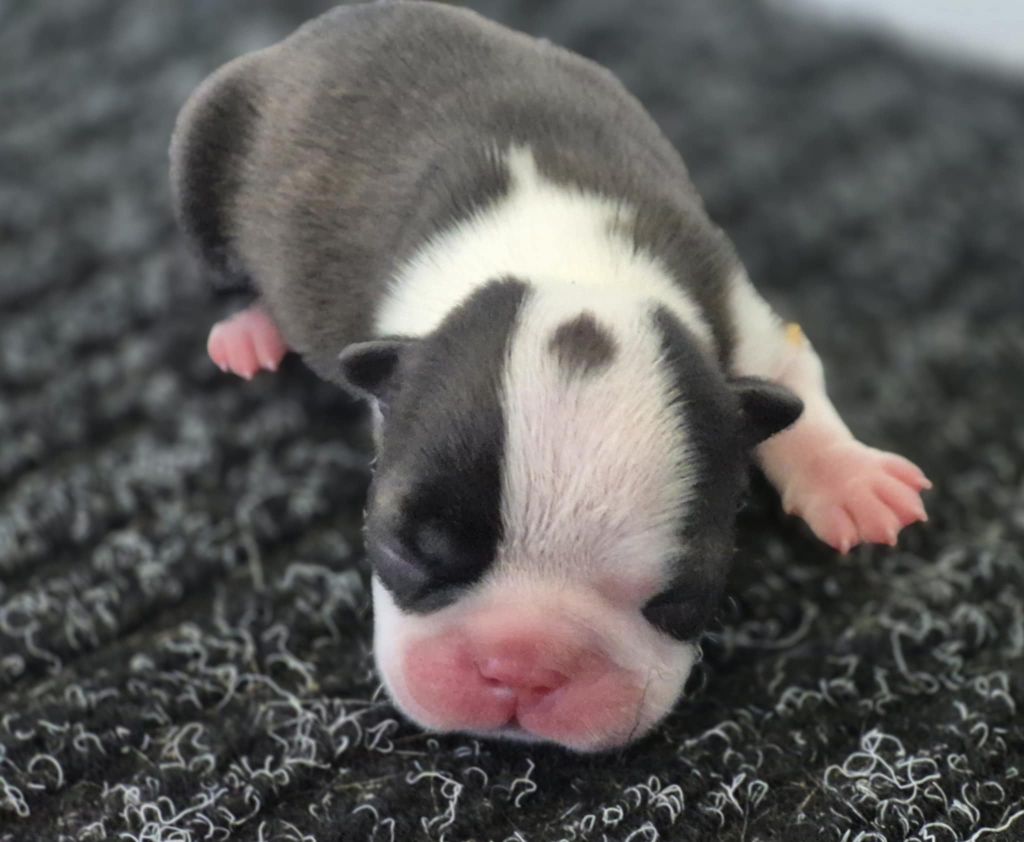 Des Brumes Du Luberon - Chiots disponibles - Boston Terrier