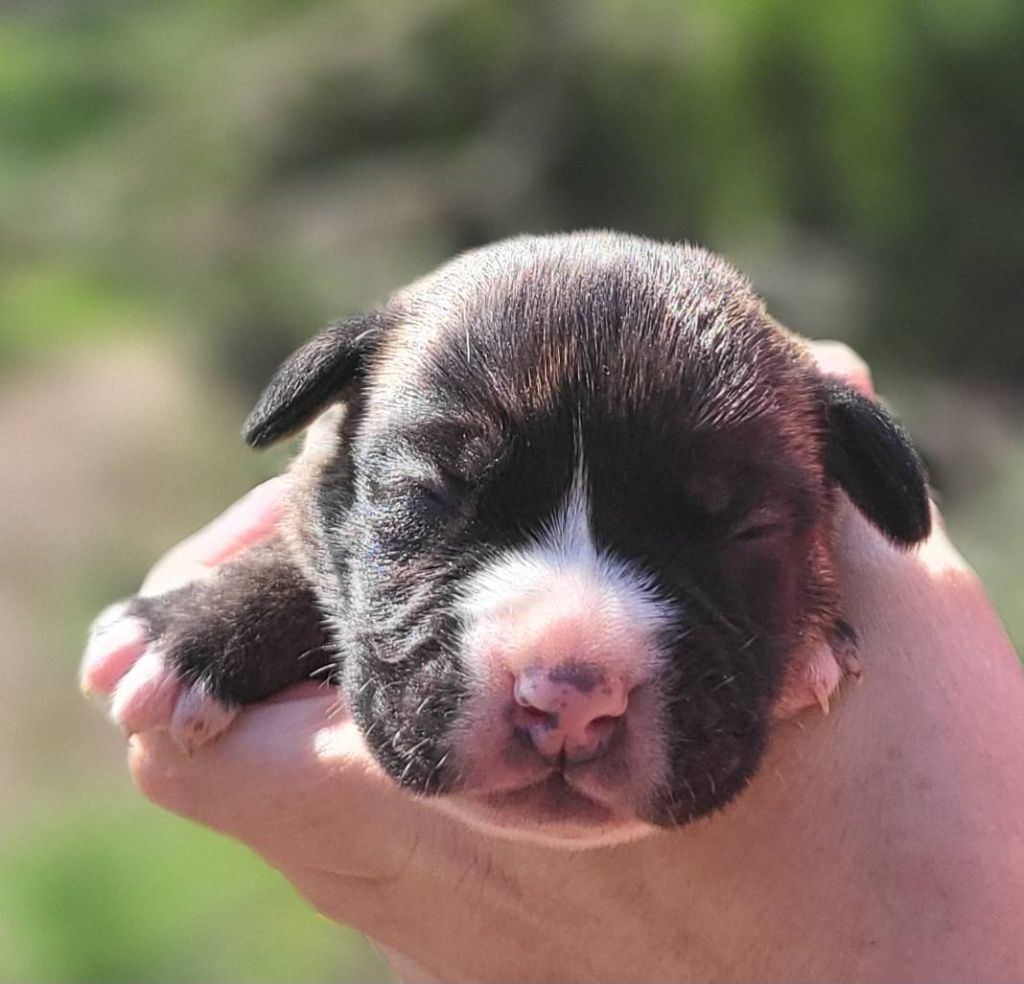 Des Brumes Du Luberon - Chiots disponibles - Bulldog continental