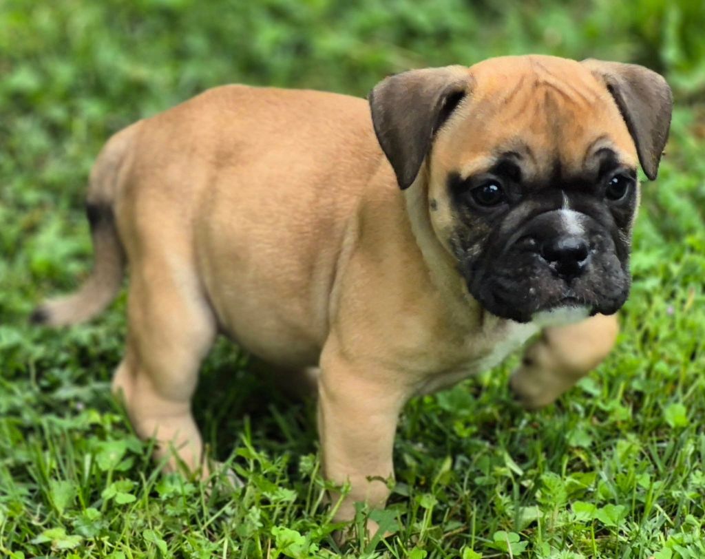 Des Brumes Du Luberon - Chiots disponibles - Bulldog continental