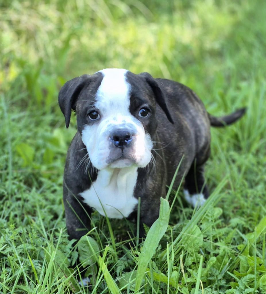 Des Brumes Du Luberon - Chiots disponibles - Bulldog continental